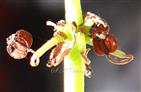  Mature fruits